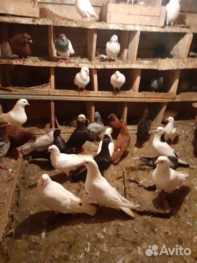 Голуби лётные бойные