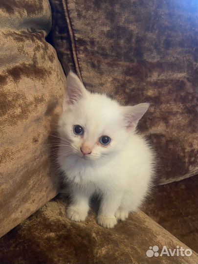 Котята