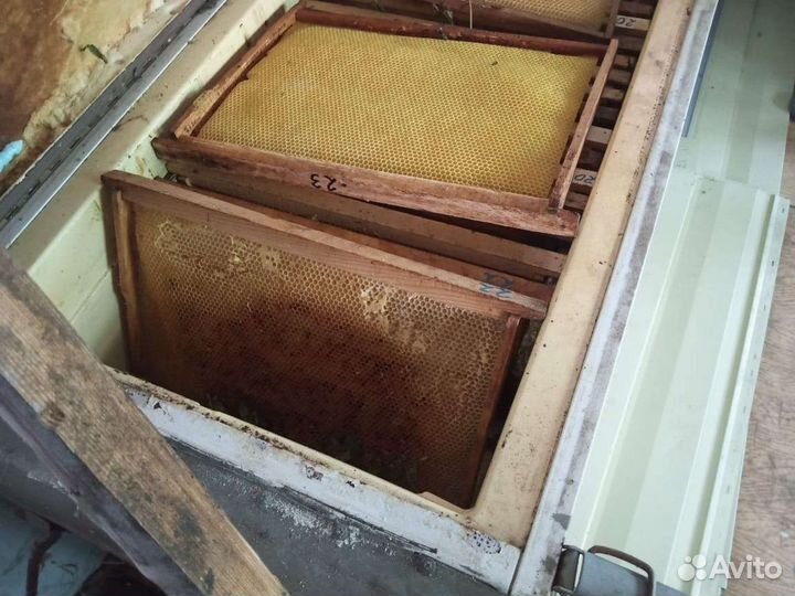 Суш Светлая