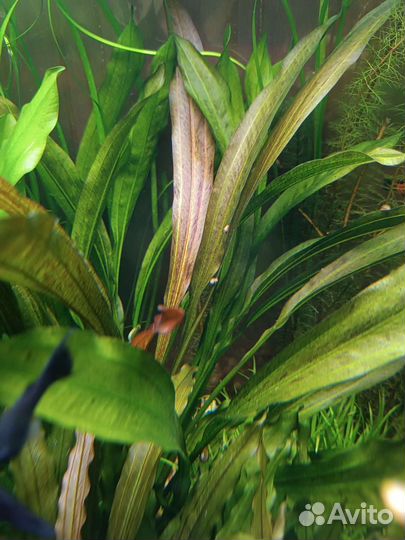 Эхинодорус, мох печеночный