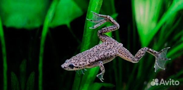 Лягушка карликовая. Улитка Хелена. Мелания. Мох