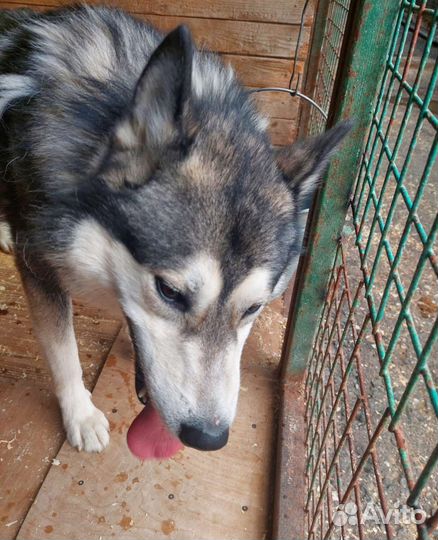 Алтай ищет дом