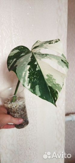 Монстера Альба