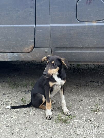 Щенки бесплатно