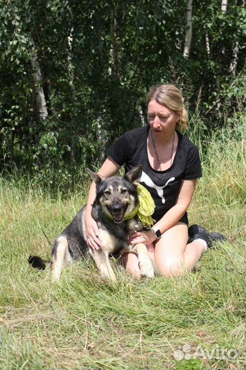 Ариэль, собака из приюта Некрасовка