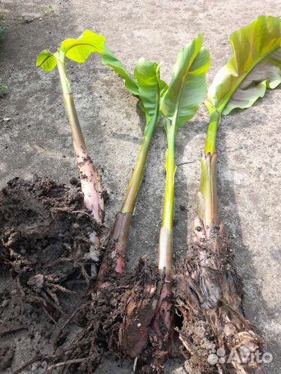 Банановые пальмы от 250 до 500