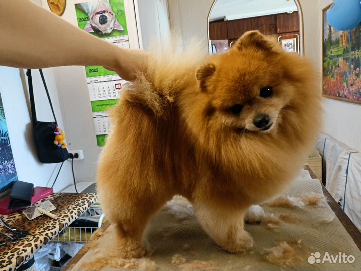 Груминг собак, кошек и кроликов