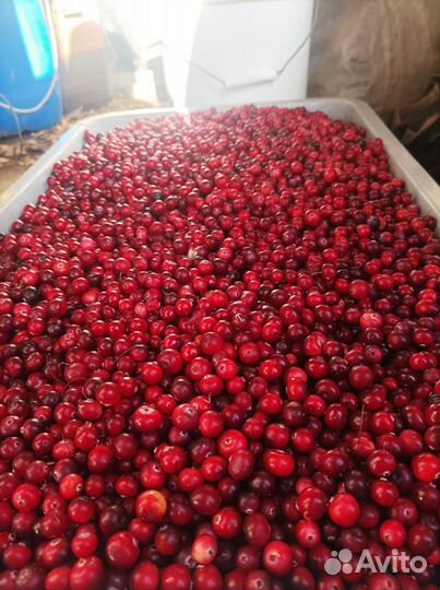 Клюква свежая