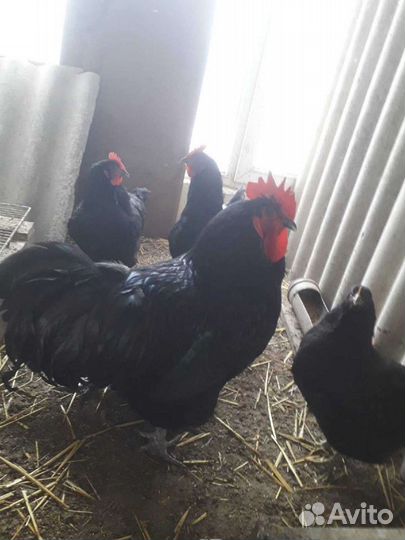 Куры петухи
