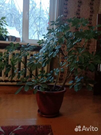 Комнатные растения цветы большие