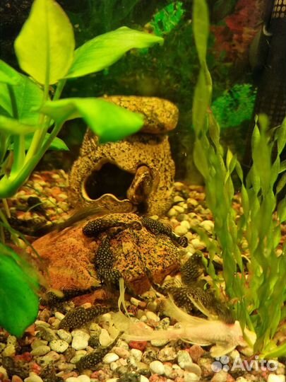 Сомики анциструсы подрощенные, взр.самка