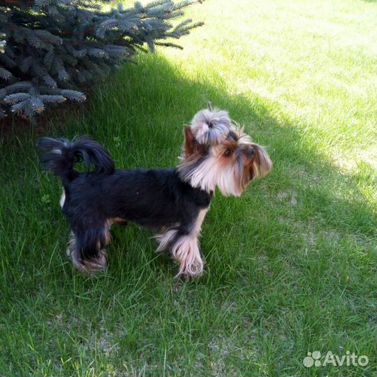 Вязка йоркширский терьер