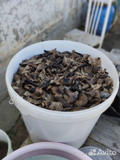 Грибы соленые