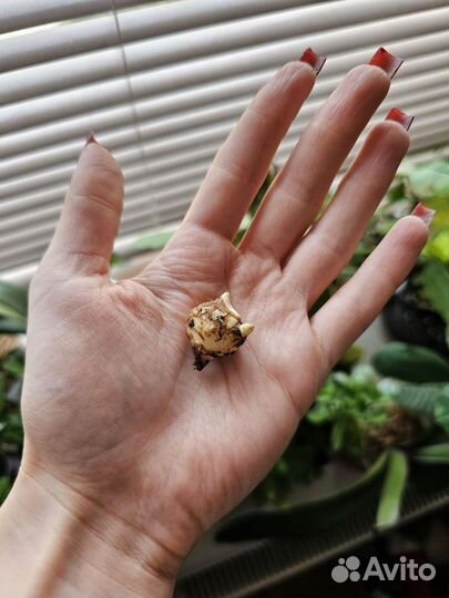 Клубень алоказии регал шилдс