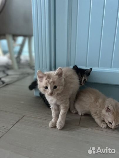 Котята в добрые руки даром