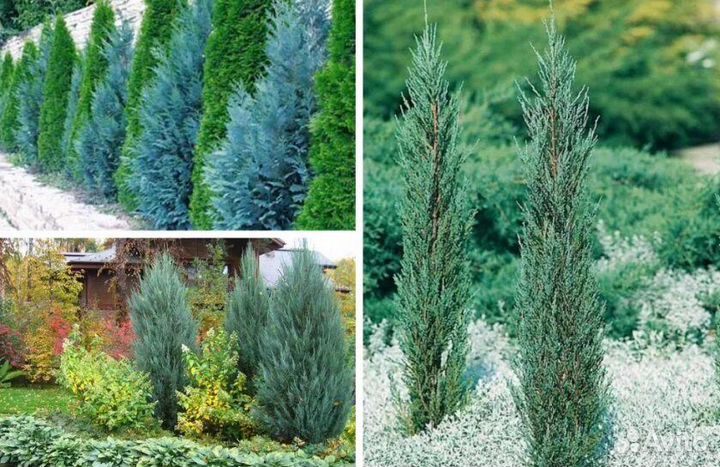 Можжевельник скальный 