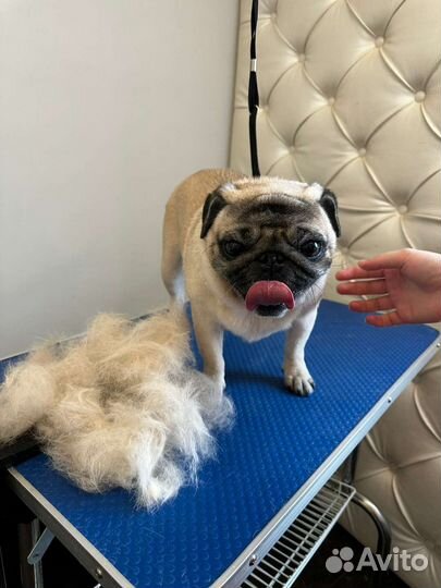 Груминг/Стрижка собак/Стрижка кошек