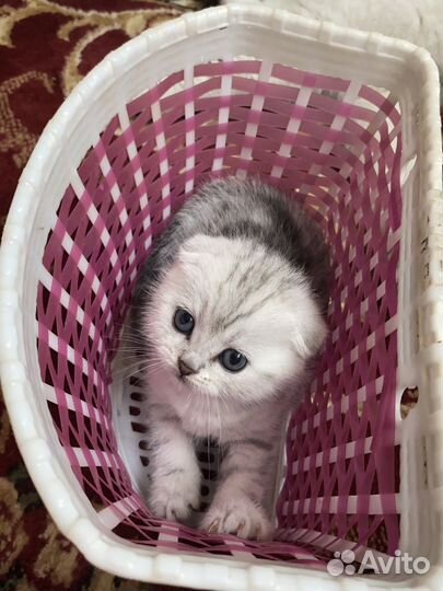 Британская серебристая шиншилла