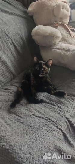 Британская кошка в дар