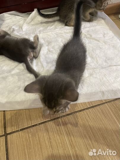 Абиссинские котята
