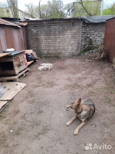 Щенок в добрые руки бесплатно