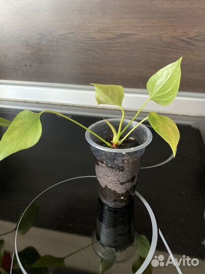 Антуриум мужское счастье