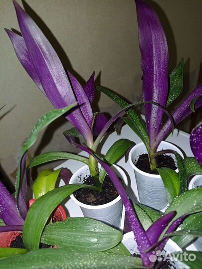 Рэо пестрая