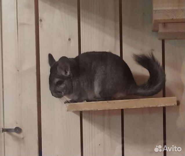 Шиншилла с домиком