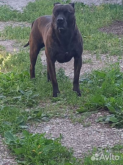 Питбуль вязка