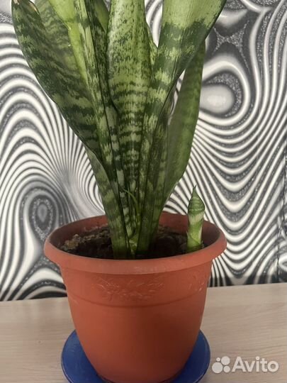 Сансевиерия тещин язык