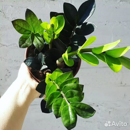 Замиокулькас чёрный. Равен. Долларовое дерево