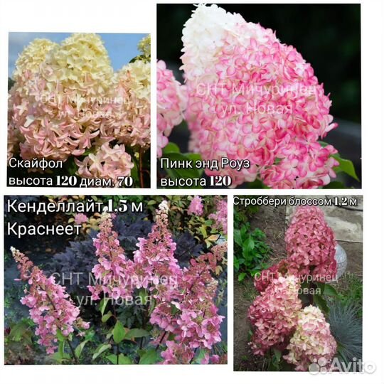 Метельчатые гортензии