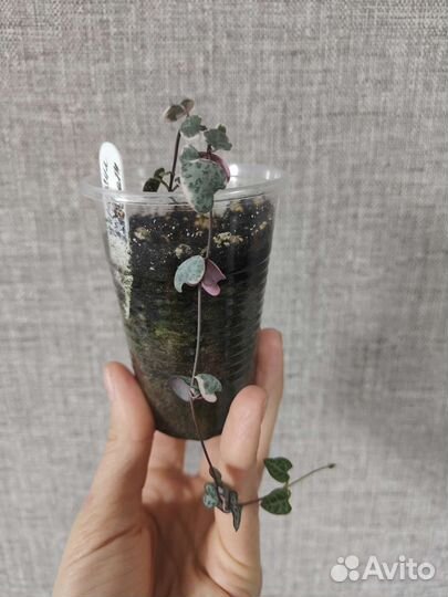 Циропегии Вуда, Дурбан, Фикус Бенджамина