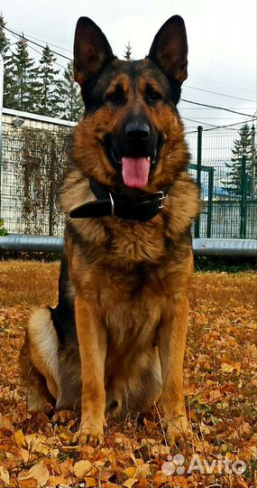 Немец для вязки