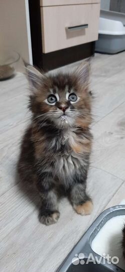 Котята мейн-кун