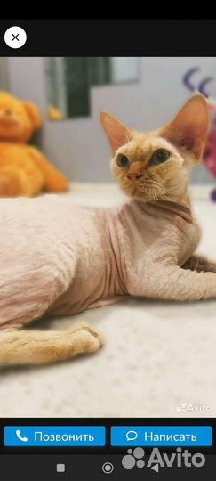 Девон-рекс кот