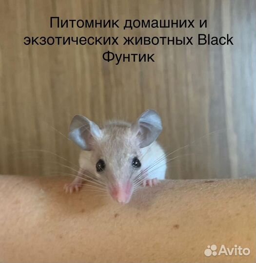 Иглистые мыши