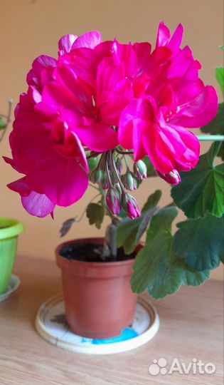 Сортовая герань