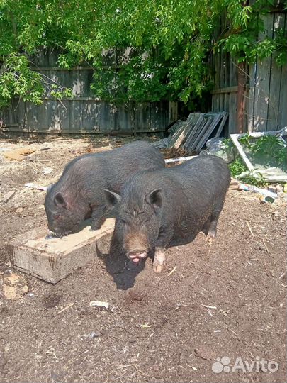Свиньи вьетнамской вислобрюхой