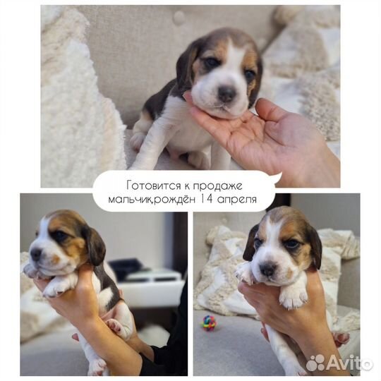 Щенки бигль