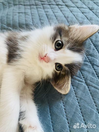 Котенок