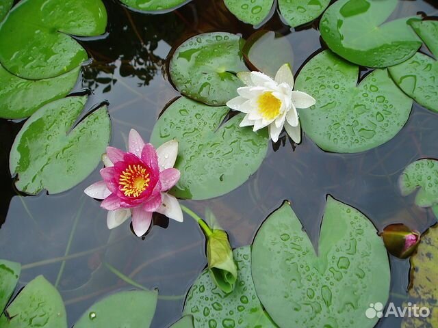 Нимфея - водяная лилия. Растение для пруда