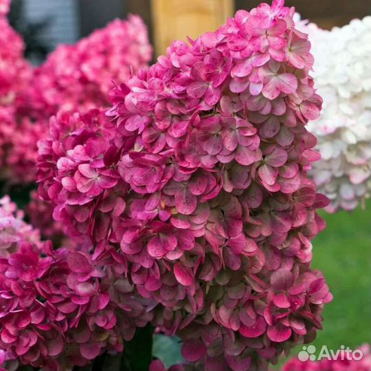 Гортензия Мега минди