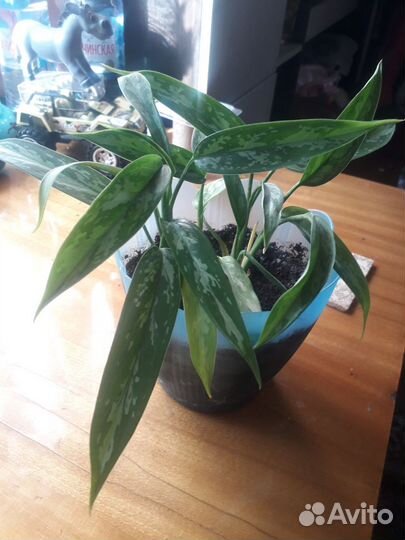 Спатифиллум