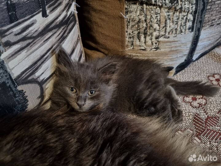 Отдам котят в добрые руки