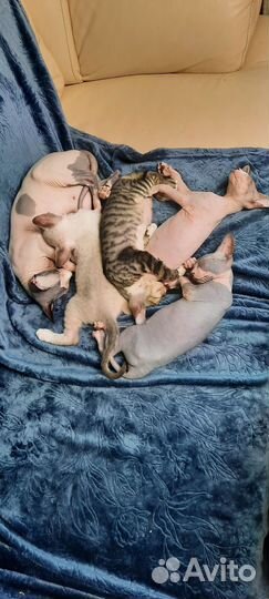 Котята канадский сфинкс