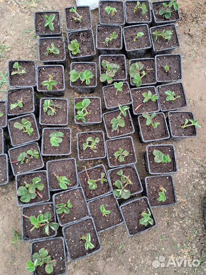 Клубника рассада