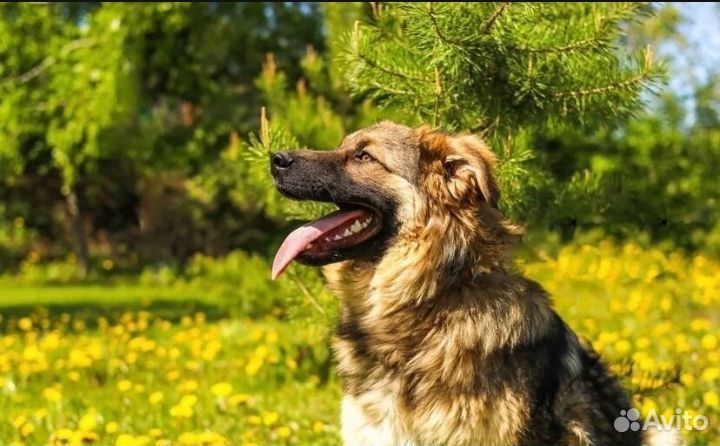 Собака в добрые руки