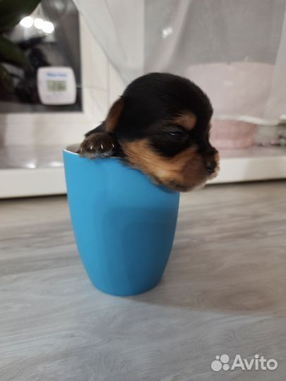 Йоркширский терьер