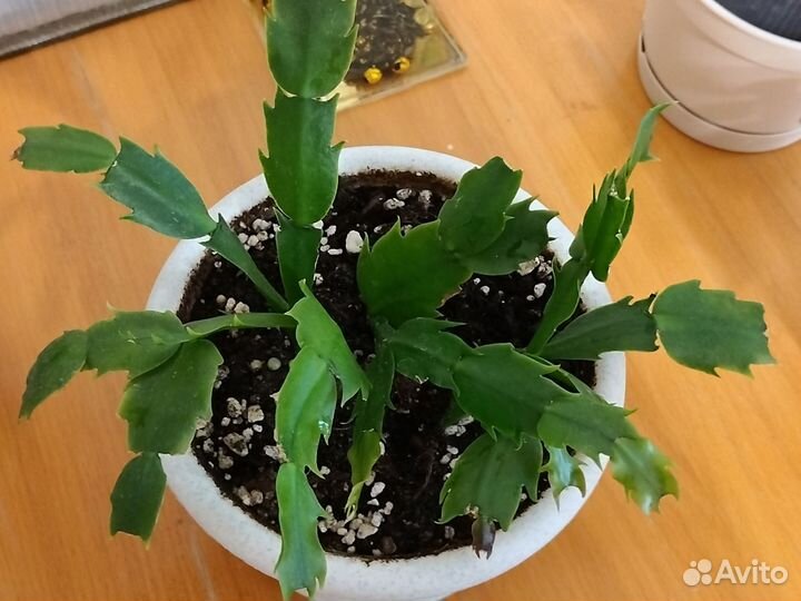 Декабрист белый, традеск. Шоколад, Пурпурный джой